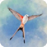 展翅翱翔