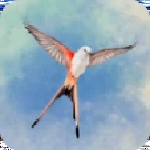 展翅翱翔安卓版