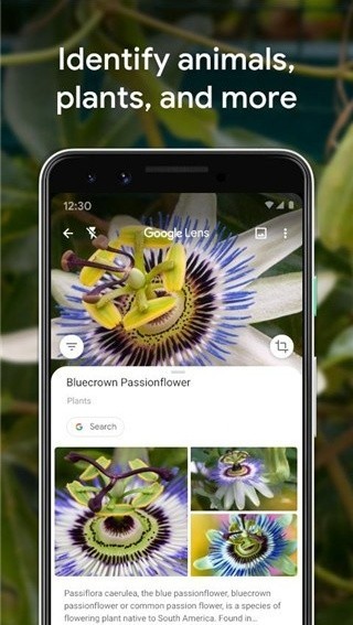 谷歌识图最新版截图3